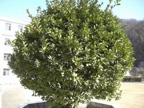 落叶树在线视频