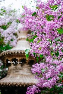 丁香阁在线视频观看,探索医学领域的精彩瞬间