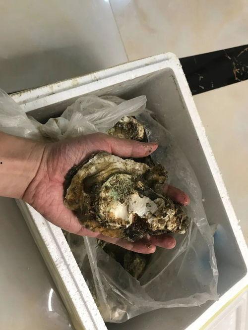 生蚝视频在线视频播放,在线观看，畅享视听盛宴