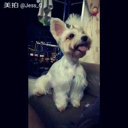 在线视频马匹窝,揭秘马匹生活与养护的温馨家园