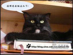 霸主猫咪在线视频,揭秘喵星人的王者风范  第1张