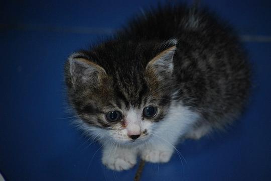 霸主猫咪在线视频,揭秘喵星人的王者风范  第3张