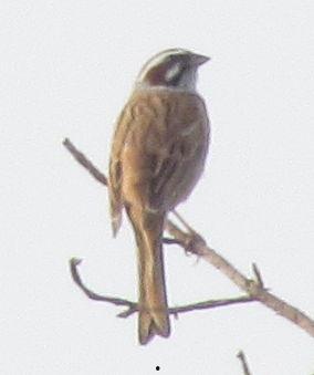 鸟鸣在线视频  第2张