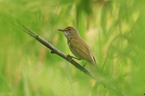 鸟鸣在线视频  第3张