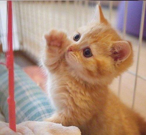 微博橘猫在线视频制作