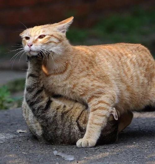 微博橘猫在线视频制作  第2张