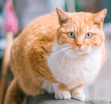 微博橘猫在线视频制作  第3张